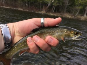 A perfect wild Maine Brook Trout, Spring 2016