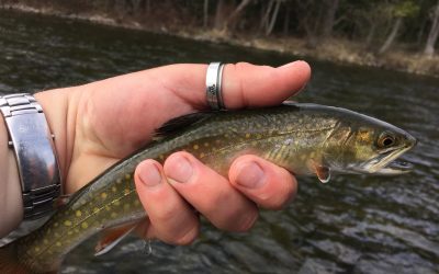 Discovering Rangeley’s Wild Trout and Landlocked Salmon