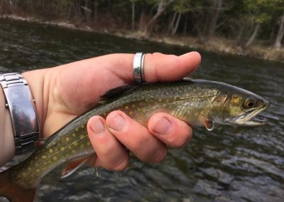 A perfect wild Maine Brook Trout, Spring 2016